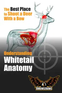 Understanding Whitetail Anatomy