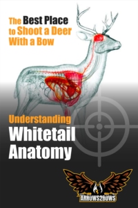 Understanding Whitetail Anatomy