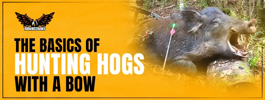 The Basic of Hunting Hogs with a Bow_05122020